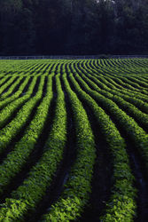 Convegno: il telerilevamento per la precision farming