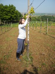 UNIVERSITA' CATTOLICA DEL SACRO CUORE DI PIACENZA - Scuola di Dottorato per il Sistema Agroalimentare